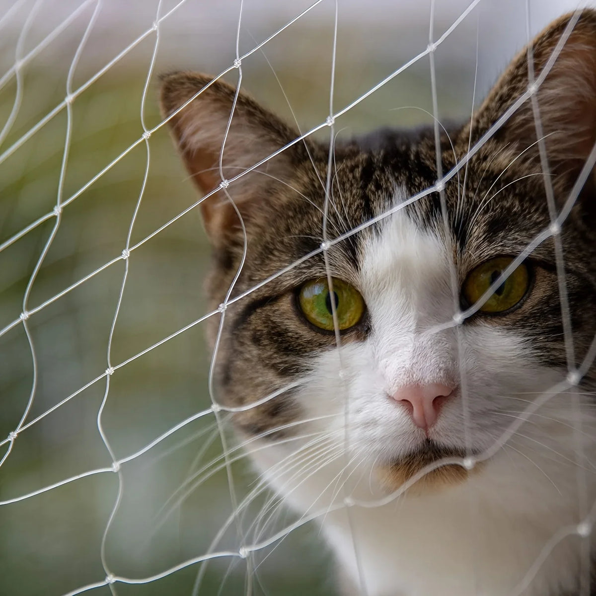 Filet de protection transparent pour chat installé sur un balcon
