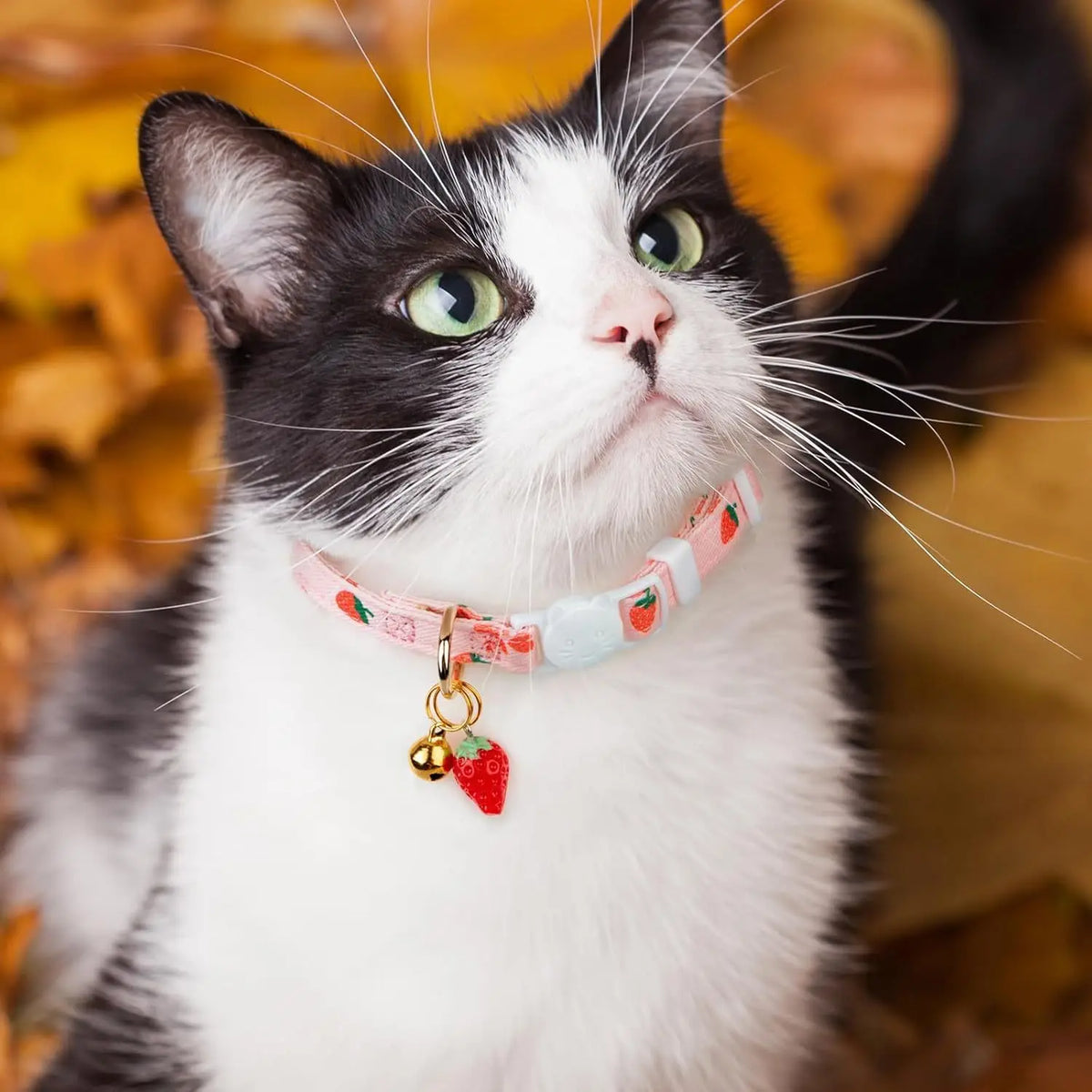 Collier pour chat motif fraises et pendentif cœur — grelot, lot de 2 – photo 6